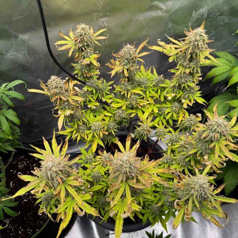 Wedding Cake Auto from Barney’s Farm growlog timeline photo