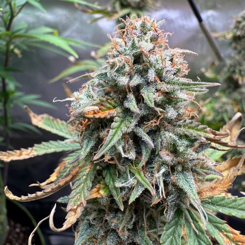 Wedding Cake Auto from Barney’s Farm growlog photo: Two more weeks