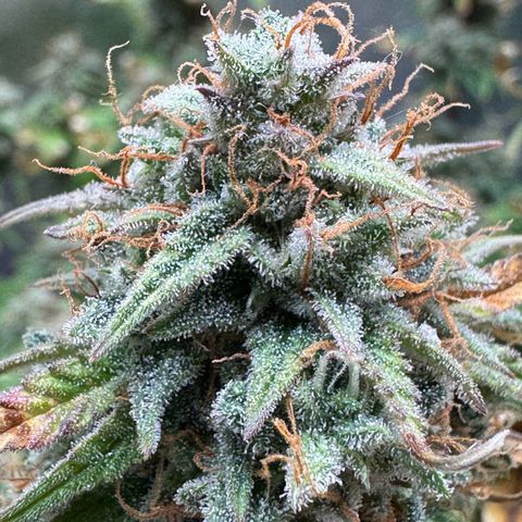 Wedding Cake Auto from Barney’s Farm growlog photo: Two more weeks