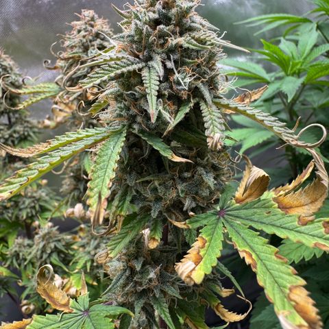 Wedding Cake Auto from Barney’s Farm growlog photo: Two more weeks