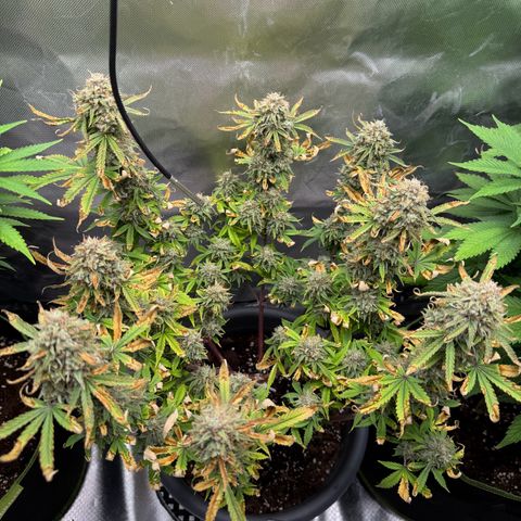 Wedding Cake Auto from Barney’s Farm growlog photo: Two more weeks