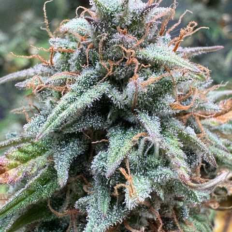 Wedding Cake Auto from Barney’s Farm growlog photo: Two more weeks