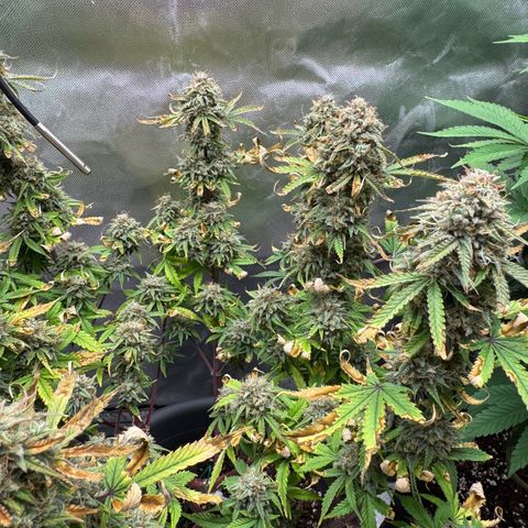 Wedding Cake Auto from Barney’s Farm growlog photo: Two more weeks