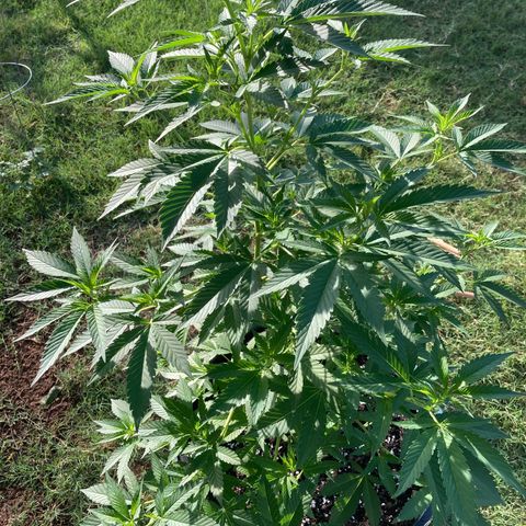 Foto 1 do growlog de Mimosa #2