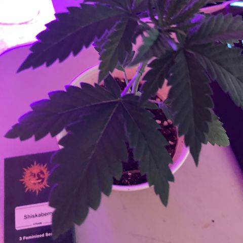 Foto 2 del growlog de Shishkaberry #2