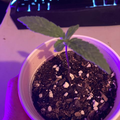 Foto 2 do growlog de Banana Punch