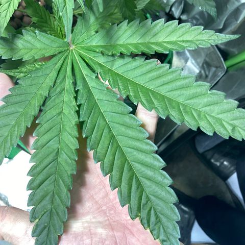Shishkaberry #2 growlog photo: 8 weeks use the huge fan leafs till the plant is tall enough then defoliate all the plants