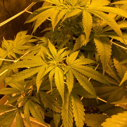 Foto 1 do growlog de Banana Punch