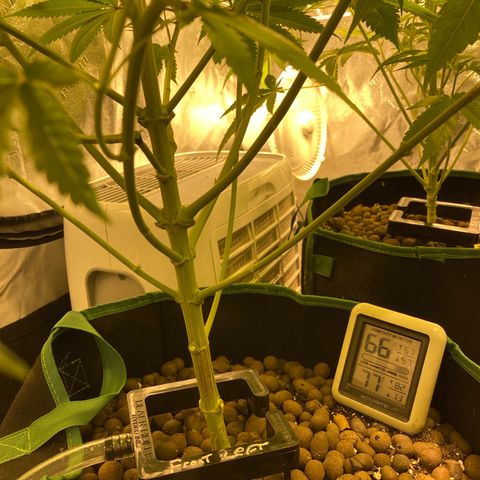 Shishkaberry #1 growlog timeline photo