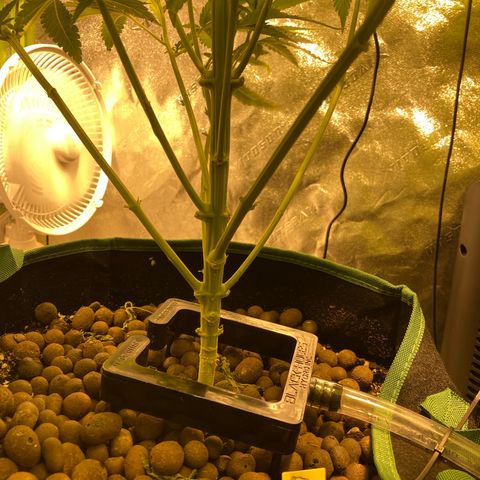 Banana Punch growlog timeline photo