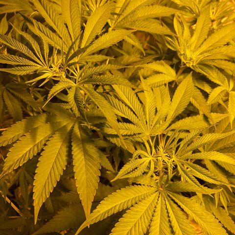 Foto 1 del growlog de Shishkaberry #1