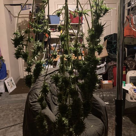 Shishkaberry #2 growlog timeline photo