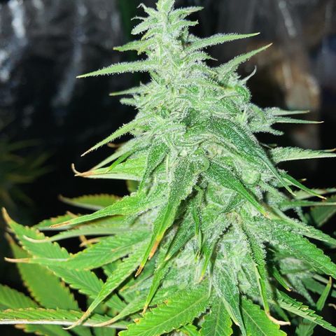 Shishkaberry #2 growlog timeline photo
