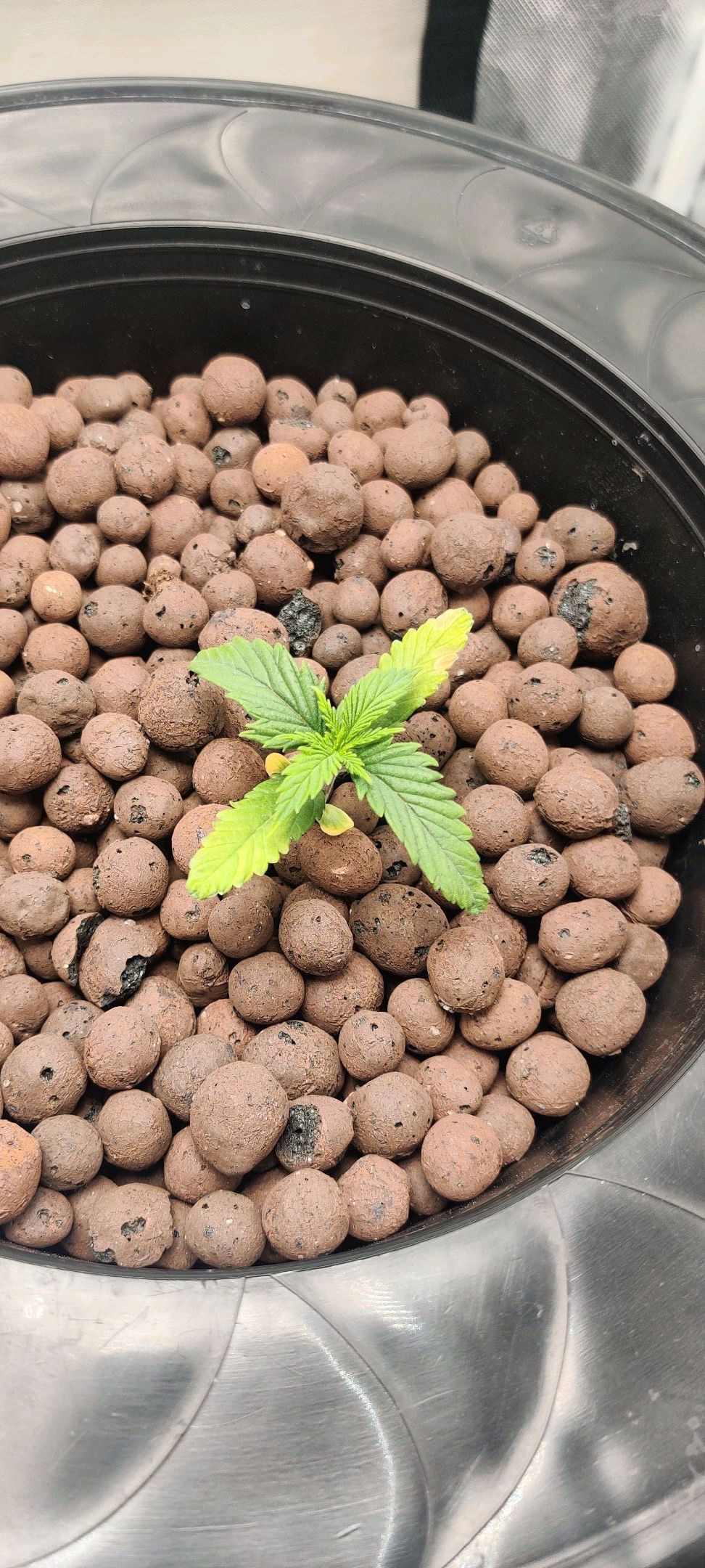 Kings bread growlog header