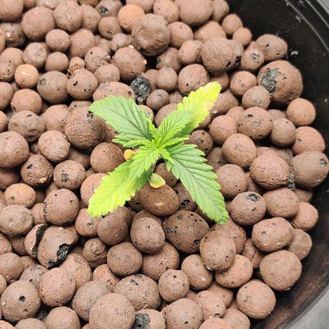 Kings bread growlog photo