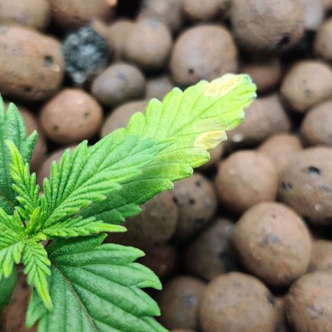 Kings bread growlog photo