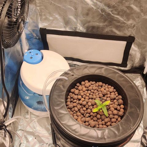 Kings bread growlog photo