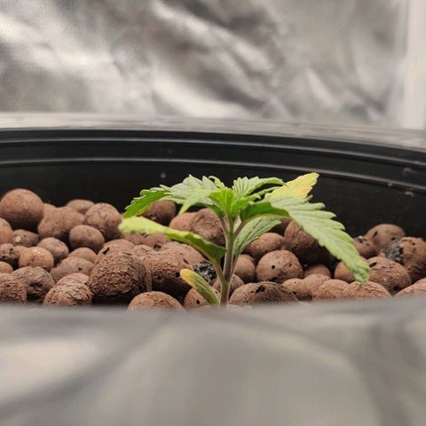 Kings bread growlog photo