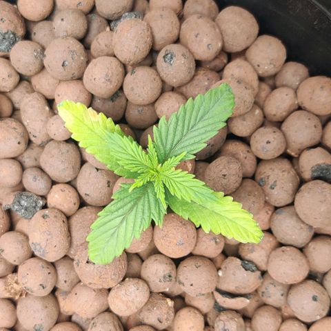 Kings bread growlog photo