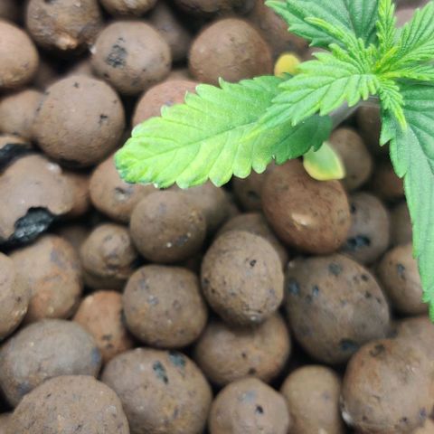Kings bread growlog photo: The tips of the leaves are slightly brown and yellow possibly because of to much light leaving in the dark for a day to see what happens