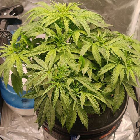 Kings bread growlog timeline photo
