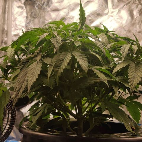 Kings bread growlog timeline photo
