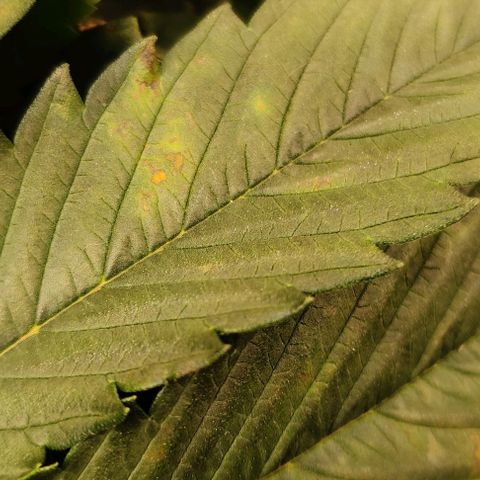 Kings bread growlog timeline photo