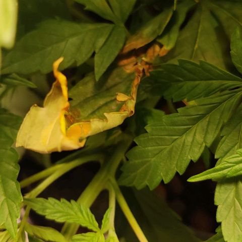 Kings bread growlog timeline photo