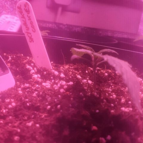 Skywalker Cookies growlog timeline photo