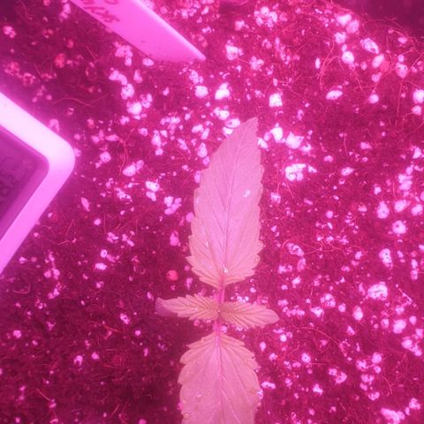 Skywalker Cookies growlog timeline photo