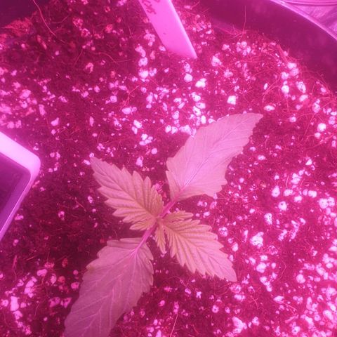 Skywalker Cookies growlog timeline photo