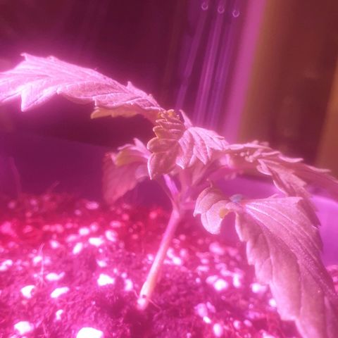 Skywalker Cookies growlog timeline photo