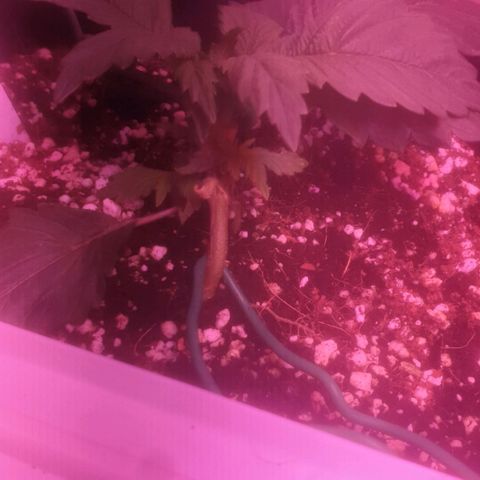 Skywalker Cookies growlog timeline photo