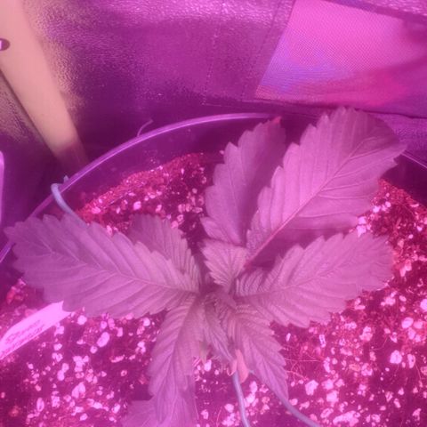 Skywalker Cookies growlog timeline photo