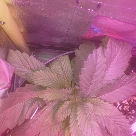 Skywalker Cookies growlog timeline photo