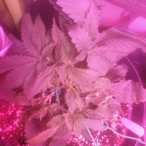 Skywalker Cookies growlog timeline photo