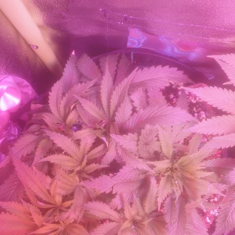 Skywalker Cookies growlog timeline photo