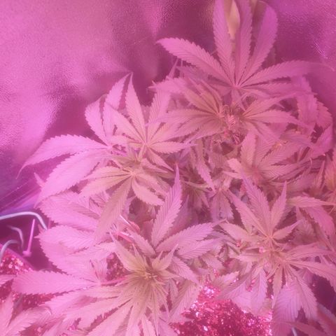 Skywalker Cookies growlog timeline photo