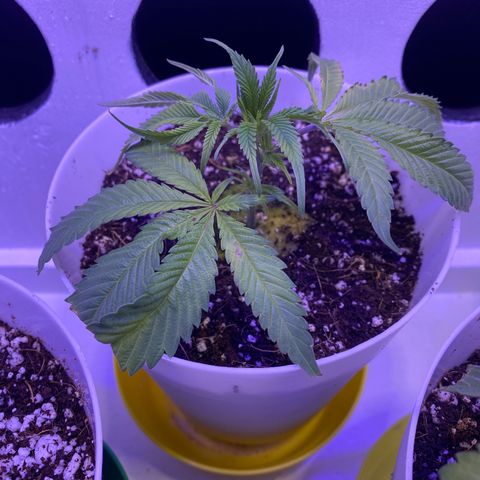Joker Candy growlog timeline photo