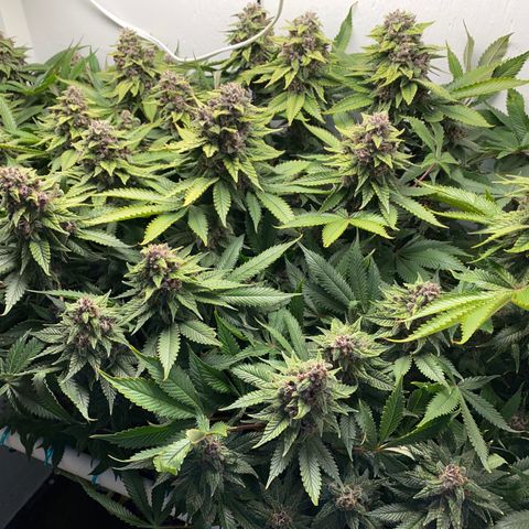 Ultra Purple growlog timeline photo