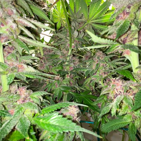 Ultra Purple growlog timeline photo