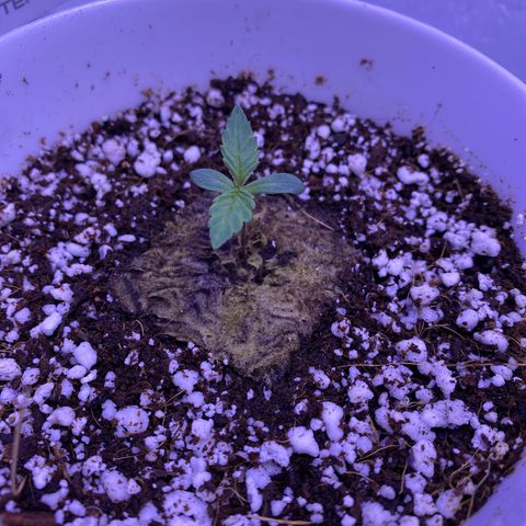 4 - Dr. Grinspoon growlog timeline photo