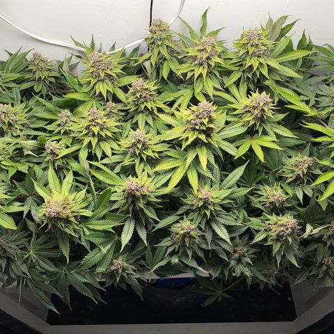 Ultra Purple growlog timeline photo