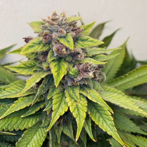 Ultra Purple growlog timeline photo
