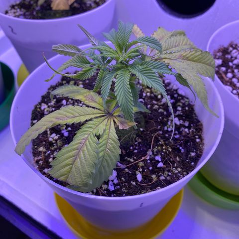 Joker Candy growlog timeline photo