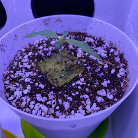 3 - Dr. Grinspoon growlog timeline photo