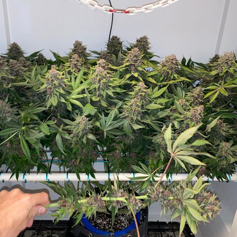 Ultra Purple growlog timeline photo