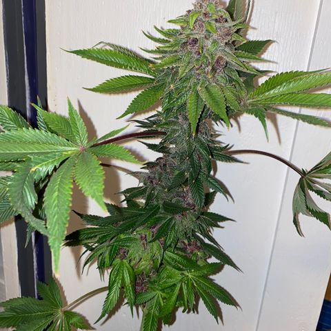 Ultra Purple growlog timeline photo
