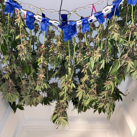 Ultra Purple growlog timeline photo