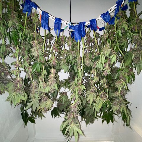 Ultra Purple growlog timeline photo